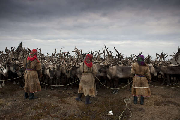 Nenet reindeer herders, Yamal Peninsula